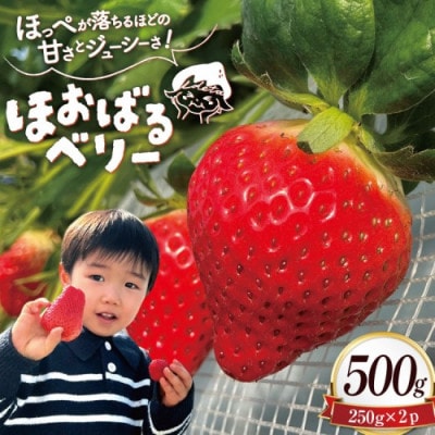 いちご(ほおばるベリー) 約500g(250g×2パック)
