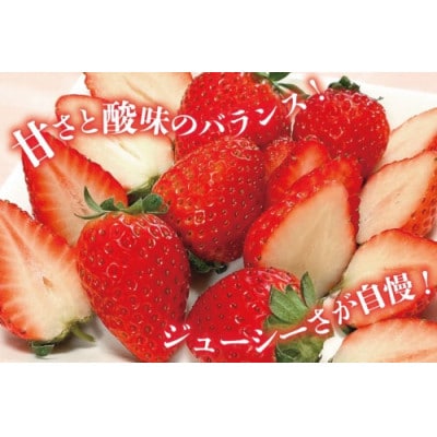 いちご(ほおばるベリー) 約500g(250g×2パック)