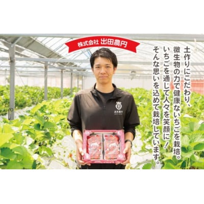 いちご(ほおばるベリー) 約500g(250g×2パック)