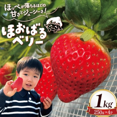 いちご(ほおばるベリー) 約1kg(250g×4パック)