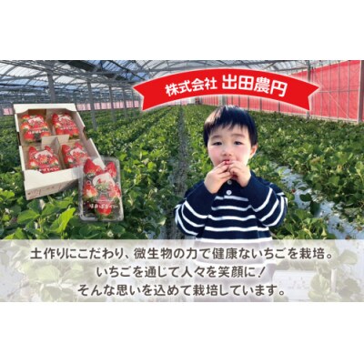 いちご(ほおばるベリー) 約1kg(250g×4パック)