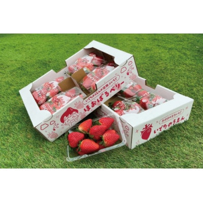 いちご(ほおばるベリー) 約1kg(250g×4パック)