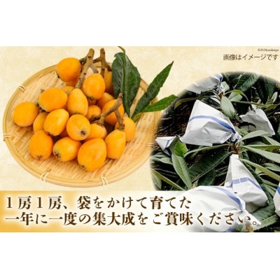 赤秀 長崎びわ 500g 8玉～12玉入り(L～3Lサイズ) AI209
