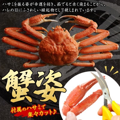 ズワイガニ姿ボイル済み 800g前後 蟹ハサミ・ガイド付 北海道 弟子屈町 3182