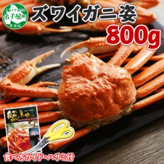 【のし付】ズワイガニ姿ボイル済み 800g前後 蟹ハサミ・ガイド付 北海道 弟子屈町 1719