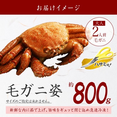 【のし付】【北海道】 毛蟹 姿(大) ボイル済み 800g前後 蟹ハサミ・ガイド付 3302