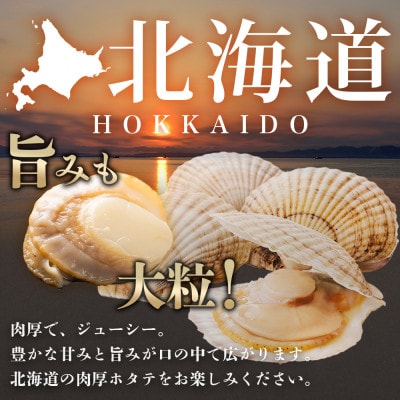 【のし付】ボイル帆立 貝柱 2Lサイズ ボイル済みのほたて 500g 北海道 弟子屈町 2947