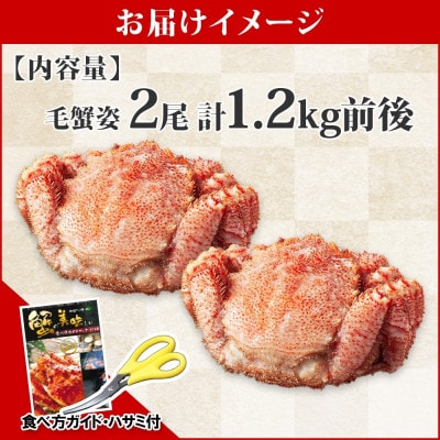 毛蟹 姿 2尾 計1.2kg前後 ボイル 食べ方ガイド・専用ハサミ付 北海道 弟子屈町 3335