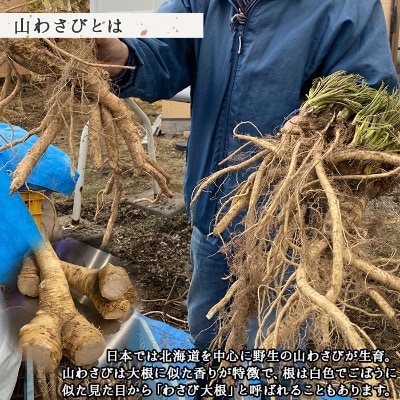 【北海道】 天然 山わさび 500g前後 弟子屈町より直送 3166