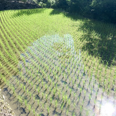 おいしい水が育んだお米 諸塚村産白米ヒノヒカリ 5kg