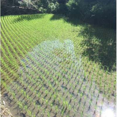 【美味しい水が育んだお米!】諸塚村産ヒノヒカリ精米5kg×2袋入