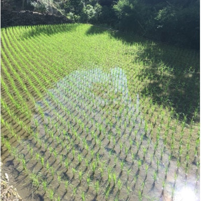 【美味しい水が育んだお米!】諸塚村産ヒノヒカリ精米5kg×4袋入