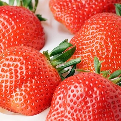 先行予約 厳選大粒 苺大野屋 やよいひめ 1パック 500g お礼品詳細 ふるさと納税なら さとふる