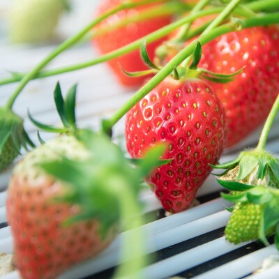 先行受付【約1kg】苺大野屋「やよいひめ」(4パック)宮崎県西都市[2899]