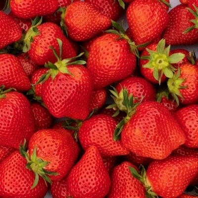 1kg以上 苺大野屋 やよいひめ 270g 4パック 宮崎県西都市 お礼品詳細 ふるさと納税なら さとふる