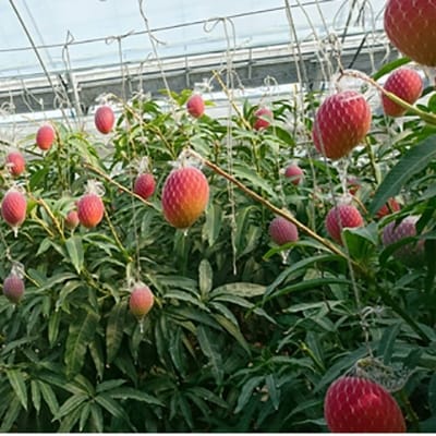 宮野原農園【3Lサイズ2個入】宮崎県西都市産完熟マンゴー　スターズマンゴー【先行受付】[2903]