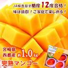 【3～4玉】約1kg糖度12度以上(JA西都)ご家庭用完熟マンゴー西都産[1237]