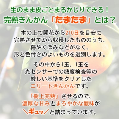 糖度18度以上!完熟きんかんたまたまエクセレント1kg宮崎県西都市産【先行受付】[2247]