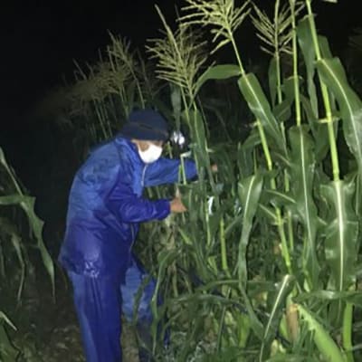 【先行受付】西都市産 河野農園 スイートコーン『ゴールドラッシュ』約6kg[1180]