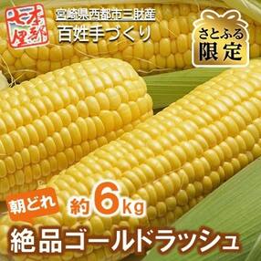 朝採れ【本部七厘本舗】絶品ゴールドラッシュ 約6kg【先行受付】【さとふる限定】[1294]