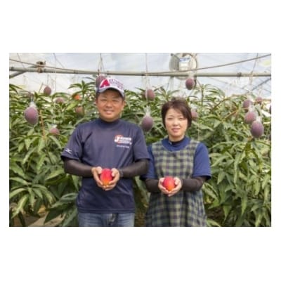宮崎完熟マンゴー2玉「川崎農園」西都市産生産者直送【先行受付】[3069]