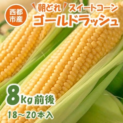 先行受付【8kg前後】西都市産朝どれスイートコーン「ゴールドラッシュ」[2835]