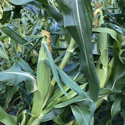 先行受付【8kg前後】西都市産朝どれスイートコーン「ゴールドラッシュ」[2835]