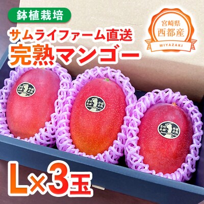 【先行受付】西都市産完熟マンゴー L×3個 鉢植栽培[2916]