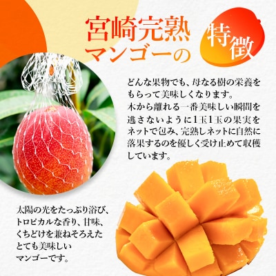 【先行受付】西都市産完熟マンゴー L×3個 鉢植栽培[2916]