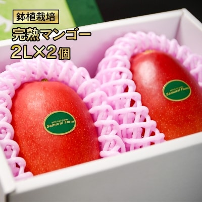 【順次発送中!】西都市産完熟マンゴー 2L×2個 鉢植栽培[1606] 
