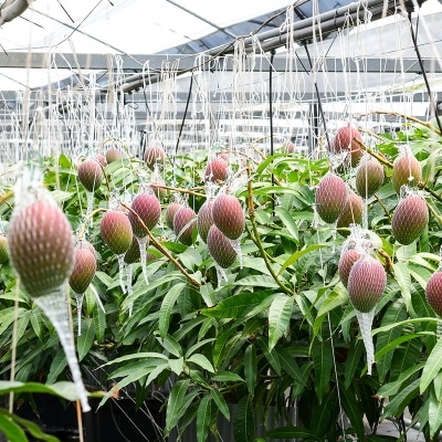 【先行受付】西都市産完熟マンゴー 2L×2個 鉢植栽培[1606] 