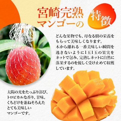 【順次発送中!】西都市産完熟マンゴー 2L×2個 鉢植栽培[1606] 