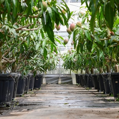 【先行受付】西都市産完熟マンゴー約1.2kg(3～5玉)[訳あり]鉢植栽培[2917]