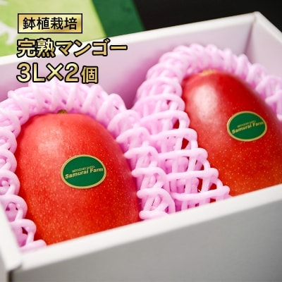 【順次発送中!】西都市産完熟マンゴー 3L×2個　鉢植栽培[1620]
