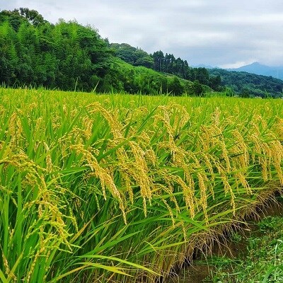 令和4年産 超早場米コシヒカリ 無洗米 5kg 2 1717 お礼品詳細 ふるさと納税なら さとふる