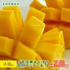 3玉(約1.2kg)宮崎県産よくばり完熟マンゴー【順次発送中】[1465]