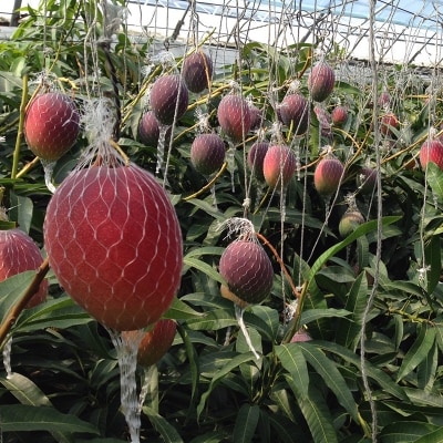 3玉(約1.2kg)宮崎県産よくばり完熟マンゴー【先行受付】[2906]