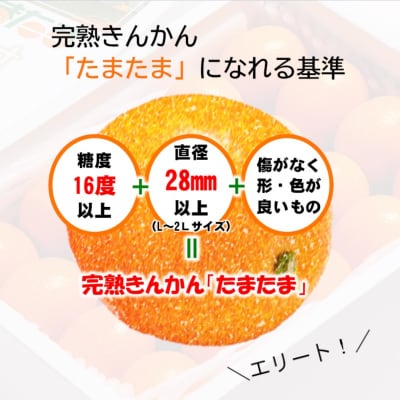 【先行受付】宮崎県西都市産きんかんたまたま1kg糖度16度以上[1460]