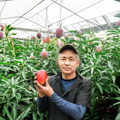 【先行受付】薗田農園　西都市産　完熟マンゴー　2玉入り[2961]