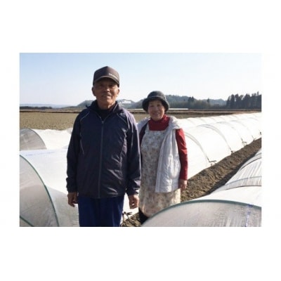 【先行受付】西都市産　 緒方さんちのスイートコーン『イエロー』[1181]