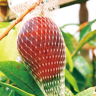 西都市産訳あり完熟マンゴーと西都市産スイートコーンドレッシング2本セット【先行受付】[1684]