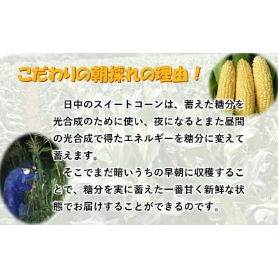 【先行受付】西都市産朝どれドルチェドリーム8kg前後スイートコーン[2836]