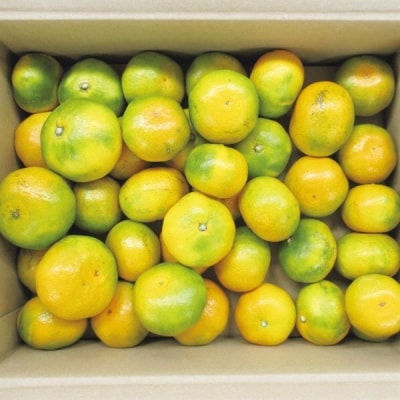 西都市産　極早生～早生みかん 5kg　【先行受付】[1865]