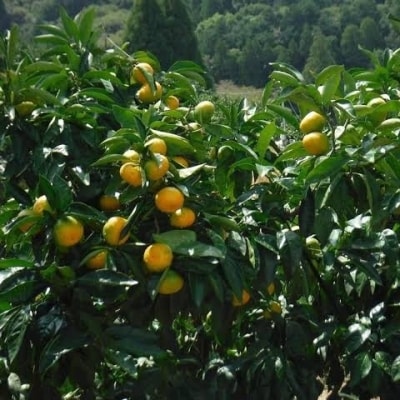 西都市産　極早生～早生みかん 5kg　【先行受付】[1865]