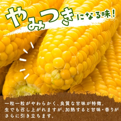 【約7kg・18～22本】スイートコーン『ゴールドラッシュ』先行受付[1428] 
