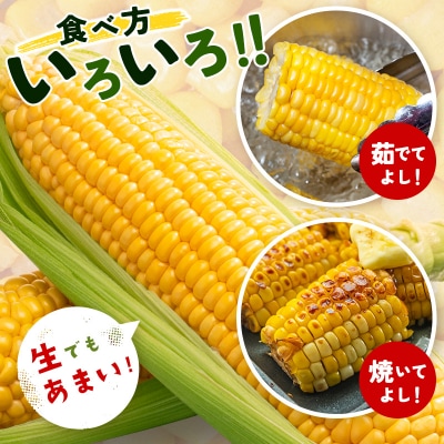 【約7kg・18～22本】スイートコーン『ゴールドラッシュ』先行受付[1428] 