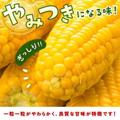 【約7kg】スイートコーン『ゴールドラッシュ』先行受付[1428] 