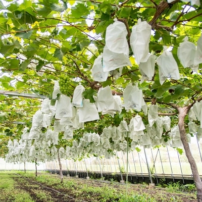 【先行受付】完熟ぶどう【翠峰・シャインマスカット詰合せ】約2.2kg宮崎県西都産[2468]
