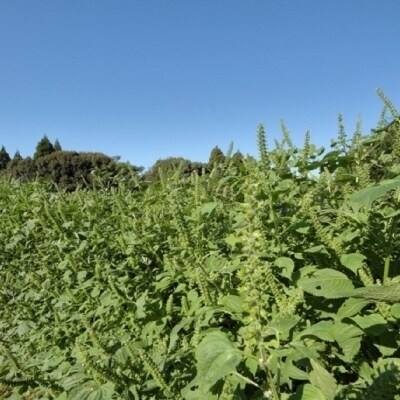 宮崎県西都市産　生えごま油(110g×3本)遮光瓶タイプ[1965] 
