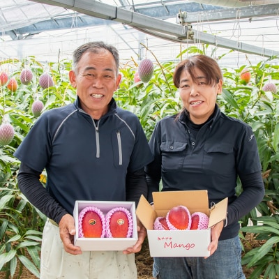 糖度14度以上2玉計900g　長友農園完熟マンゴー(3L×2)宮崎県西都産【先行受付】[2886]